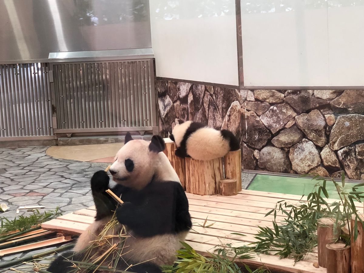 アドベンチャーワールド
・良浜、楓浜、結浜🐼
・サファリで至近距離での動物...