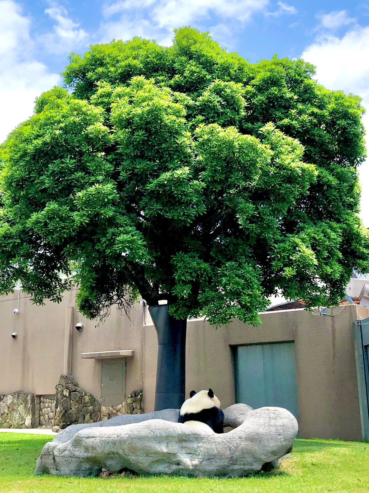 アドベンチャーワールド
・良浜、楓浜、結浜🐼
・サファリで至近距離での動物...