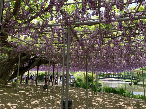 日本・栃木県「栃木旅行」の写真：プラスで鬼怒楯岩大吊橋にも行きました。渡...