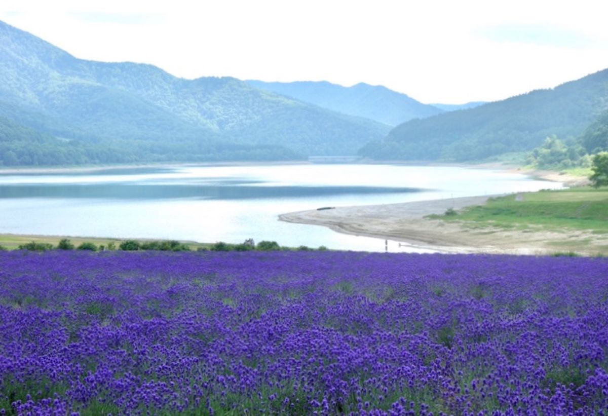 🌻かなやま湖🌻

南富良野にあるかなやま湖は富良野中心部からは少し離れてい...
