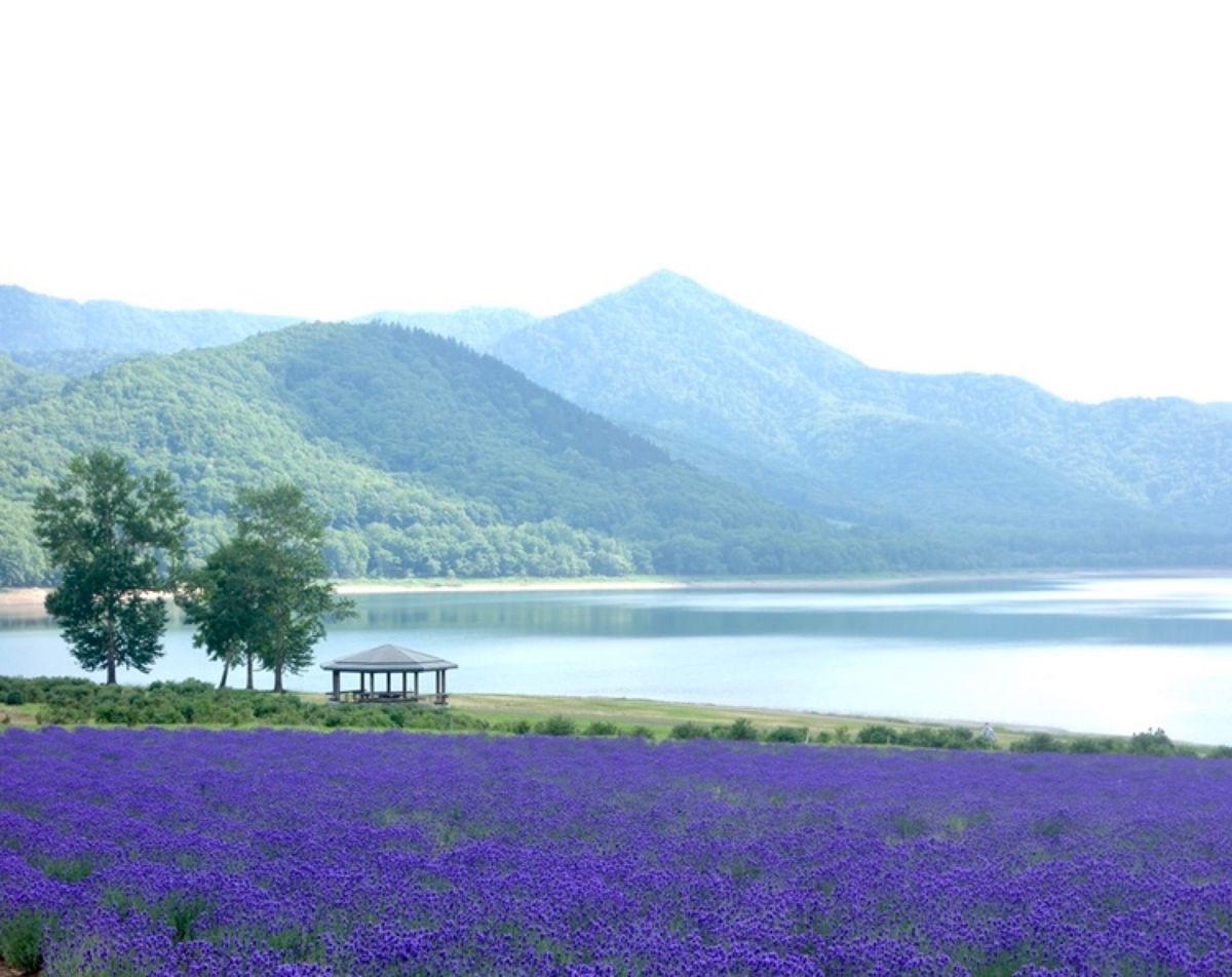 🌻かなやま湖🌻

南富良野にあるかなやま湖は富良野中心部からは少し離れてい...