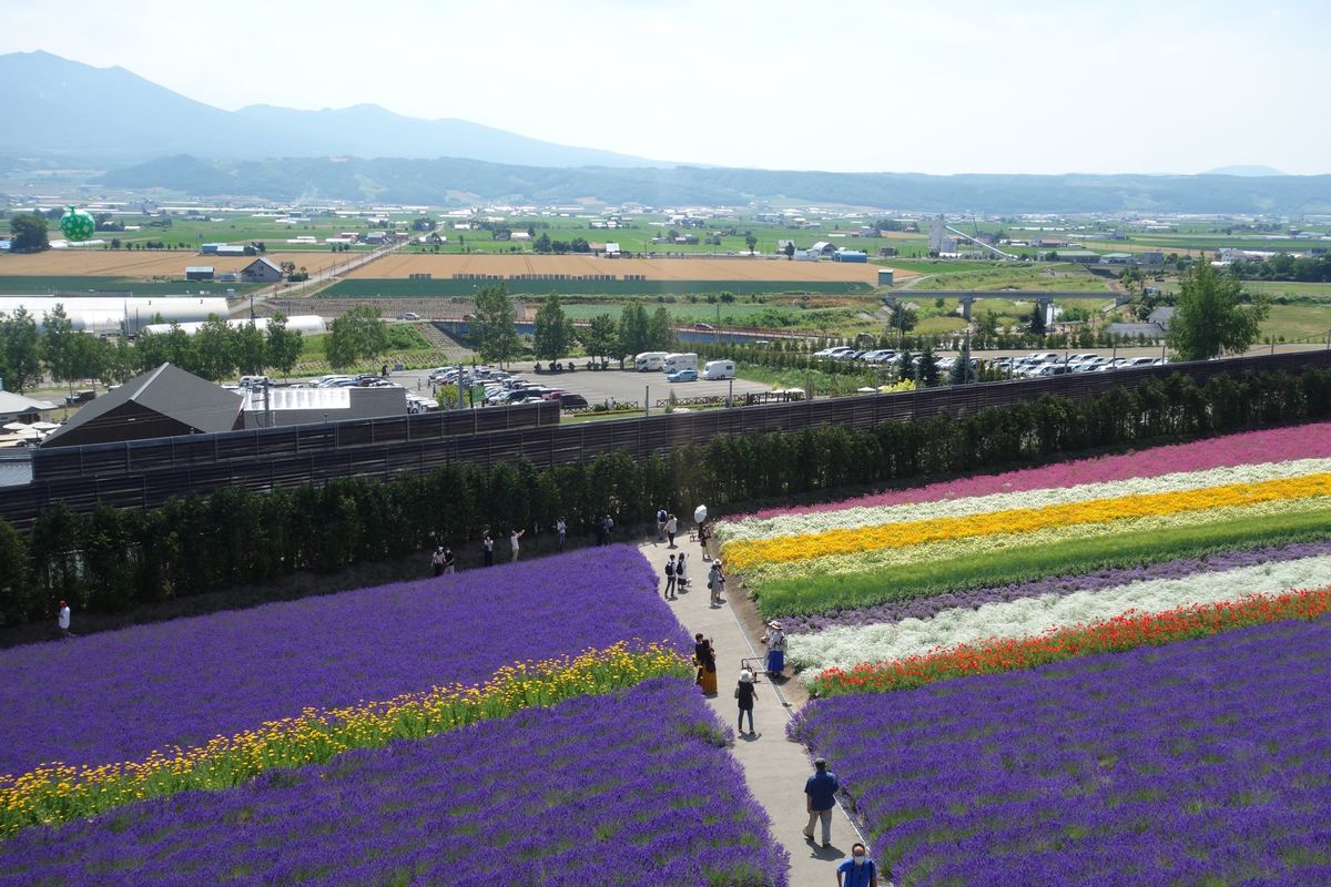 🌻ファーム富田🌻

ここはラベンダーの聖地です‼︎
ここのラベンダーを見る...