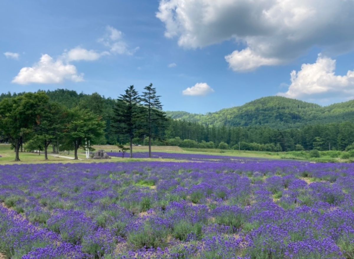 🌻かなやま湖🌻

南富良野にあるかなやま湖は富良野中心部からは少し離れてい...