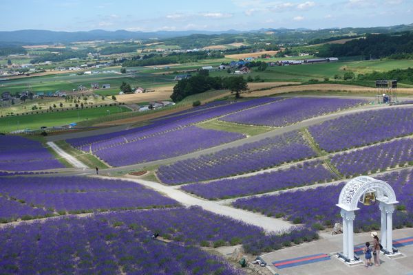 日本・北海道「富良野ラベンダー巡り」の写真：🌅日の出公園🌅

上富良野町にある日の出...