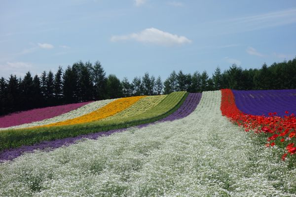 日本・北海道「富良野ラベンダー巡り」の写真：🌻ファーム富田🌻

ここはラベンダーの聖...