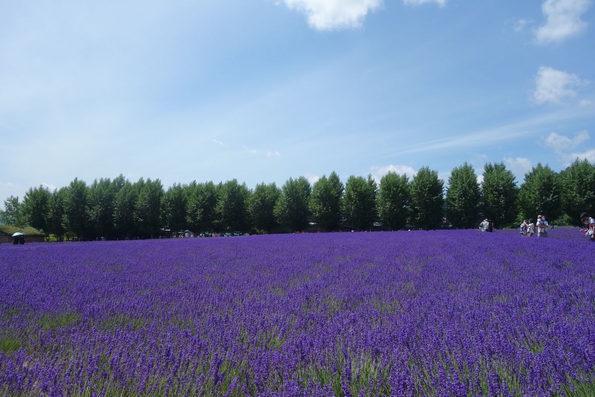 🌻ファーム富田🌻

ここはラベンダーの聖地です‼︎
ここのラベンダーを見る...