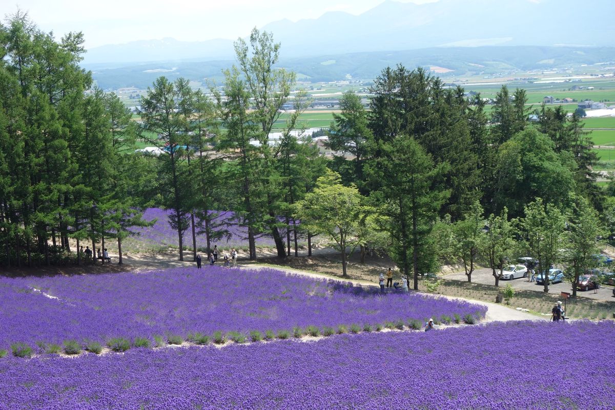 🌻ファーム富田🌻

ここはラベンダーの聖地です‼︎
ここのラベンダーを見る...