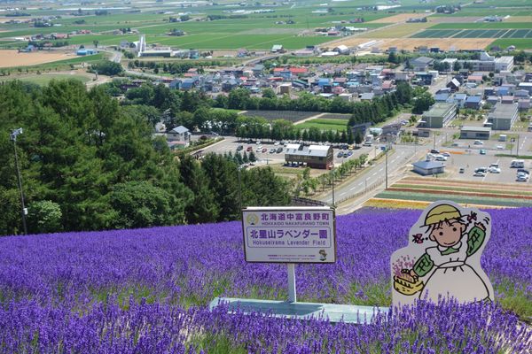 日本・北海道「富良野ラベンダー巡り」の写真：🌽北星山ラベンダー園🌽

ファーム富田か...