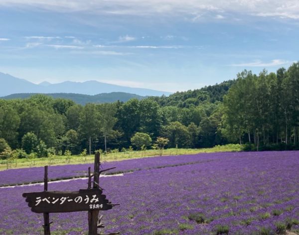 日本・北海道「富良野ラベンダー巡り」の写真：🌻ハイランドふらの🌻

富良野駅から南西...