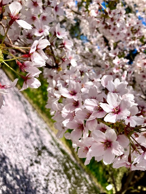 日本・青森市「母と」の写真