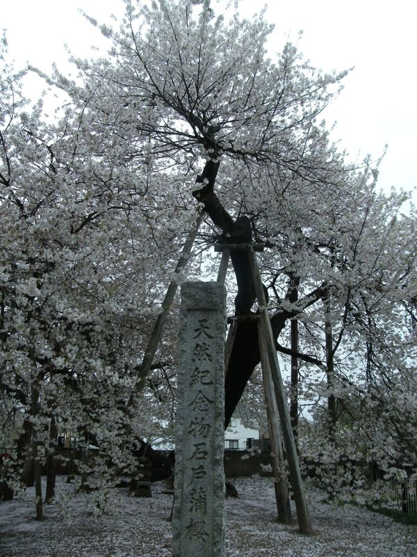 日本・埼玉県北本「20150404埼玉県北本駅」の写真