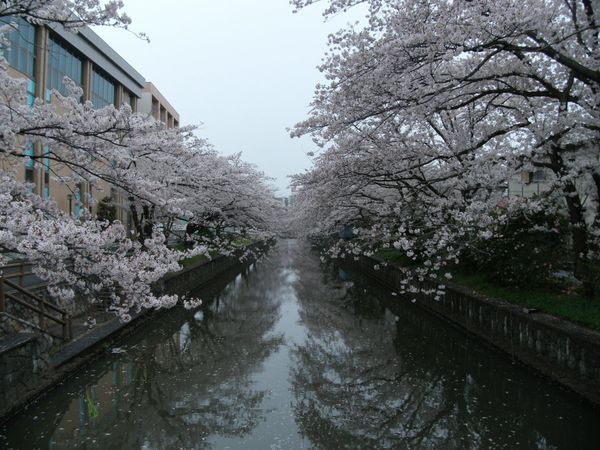 日本・茨城県土浦「20150405茨城県土浦駅」の写真