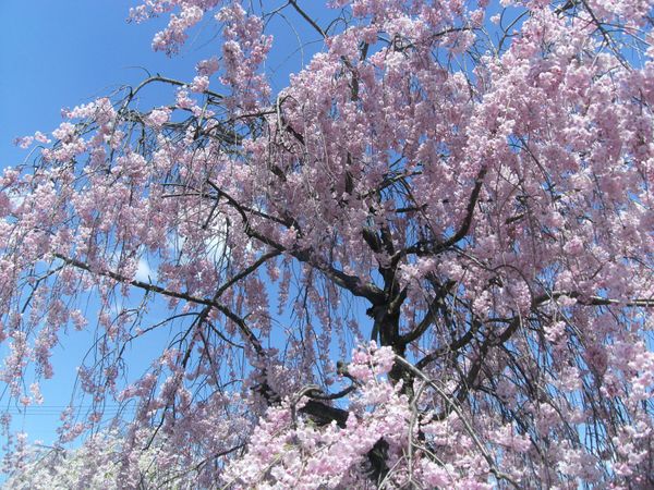 日本・福島県喜多方「20150426福島県喜多方駅」の写真