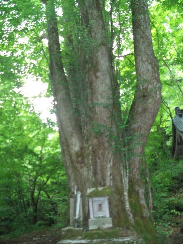 日本・福島県西郷「20150613福島県新白河駅」の写真