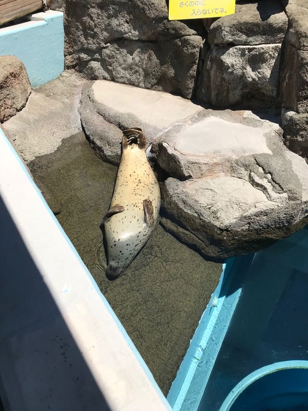 日本・静岡県「日帰りで海鮮丼！」の写真
