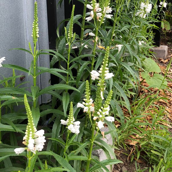 日本・函館「ダムを求めて〜北海道 笹流ダム〜」の写真：北海道の道端には普段あんまり見ない花が咲...