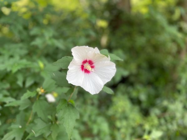 日本・大阪府「箕面日帰りハイキング」の写真