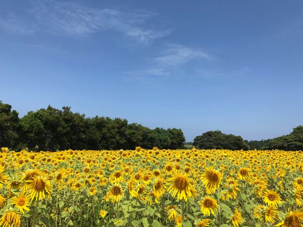 日本・福井県「福井県日帰り」の写真