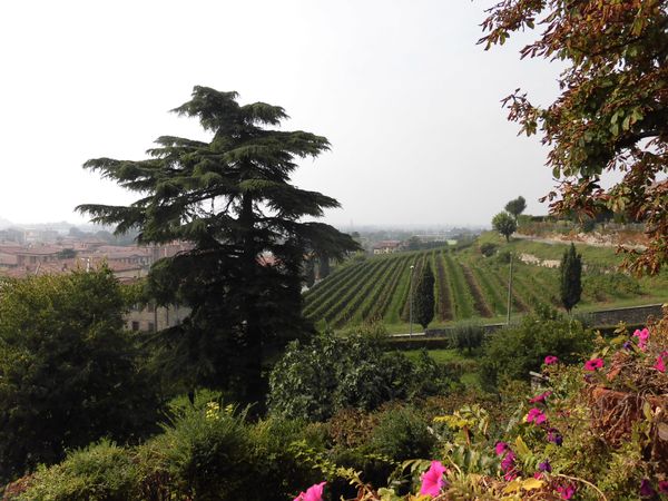 イタリア・フランチャコルタ「イタリアの思い出」の写真：フランチャコルタではないのですが、あわせ...