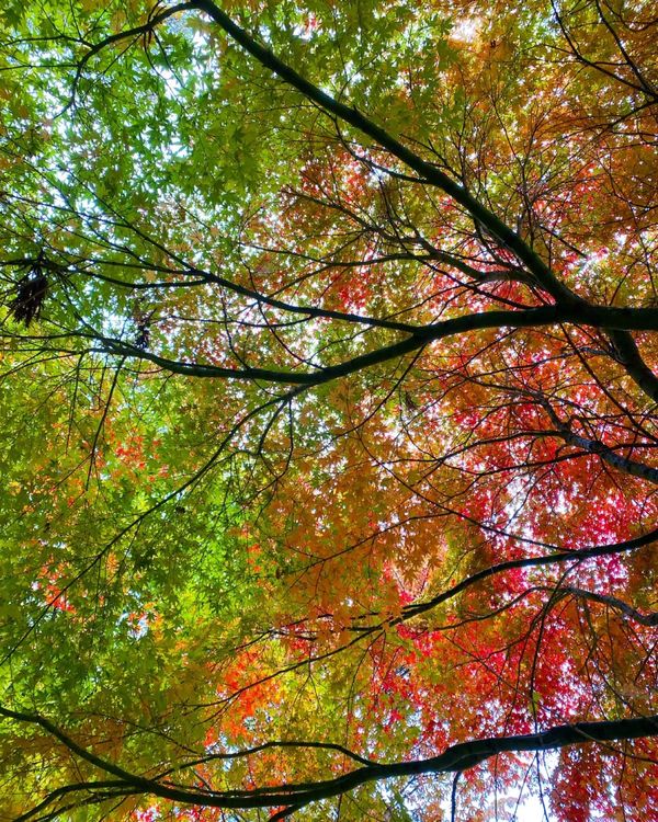 日本「長野」の写真