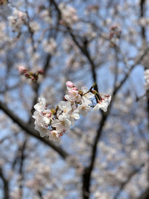 日本・広島県「広島帰省」の写真
