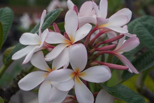 アメリカ(米国)・ハワイ「年越しハワイ 2019〜2020」の写真