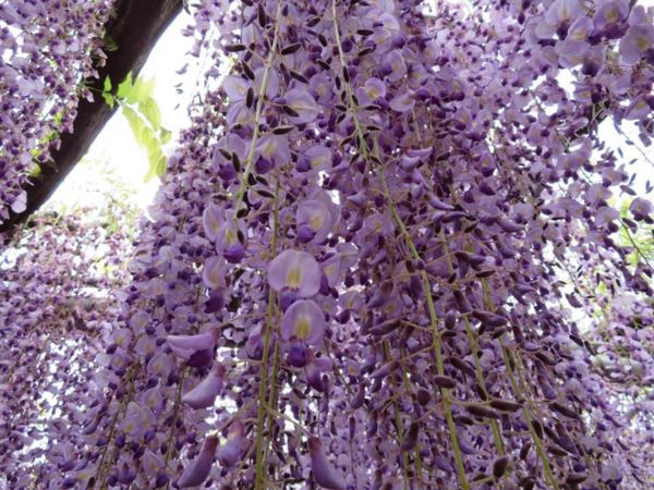 日本・栃木県「令和最初の旅」の写真