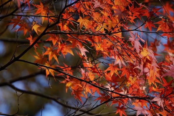 日本・愛知県「桃太郎神社&リトルワールド」の写真