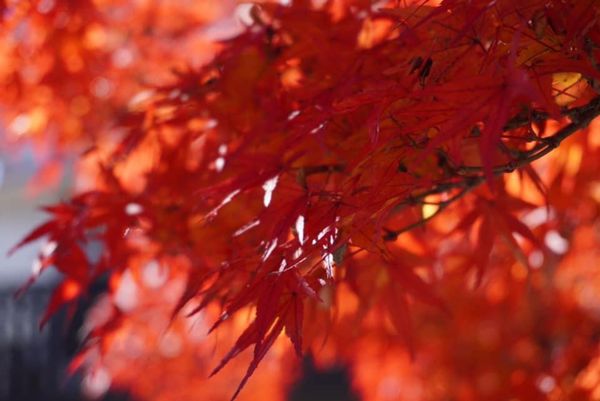 日本「香嵐渓の旅」の写真