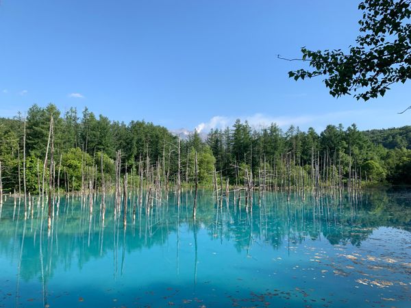日本・小樽「北海道」の写真：青い池