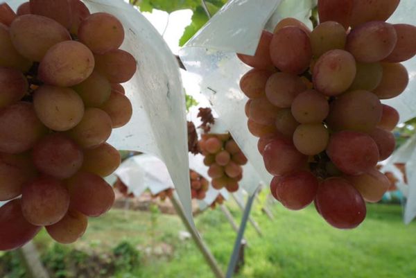 日本・山梨県「ぶどう狩り」の写真