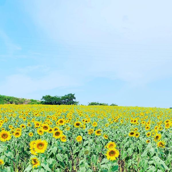「はなひろば」の写真