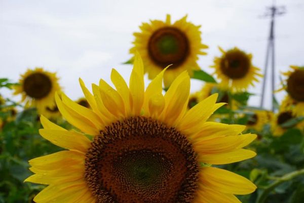 日本・静岡県「ひまわり畑」の写真