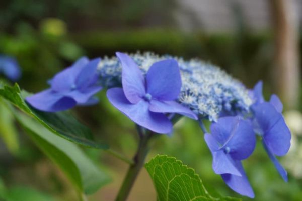 日本・静岡県「御朱印・御用邸・ハワイアン料理・アウトレット」の写真