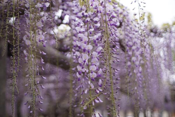 日本・静岡県「お花を見に」の写真