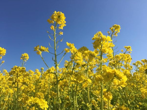 日本・静岡県「菜の花を見に」の写真
