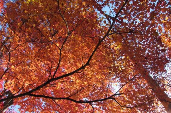 日本「香嵐渓へ」の写真