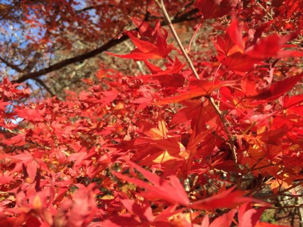 日本「香嵐渓へ」の写真