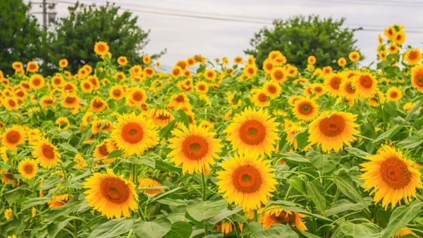 日本・岡山県「ひまわり」の写真