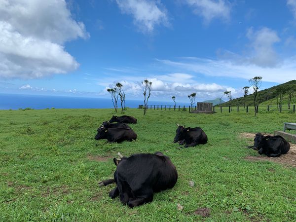 日本・東京都「八丈島」の写真