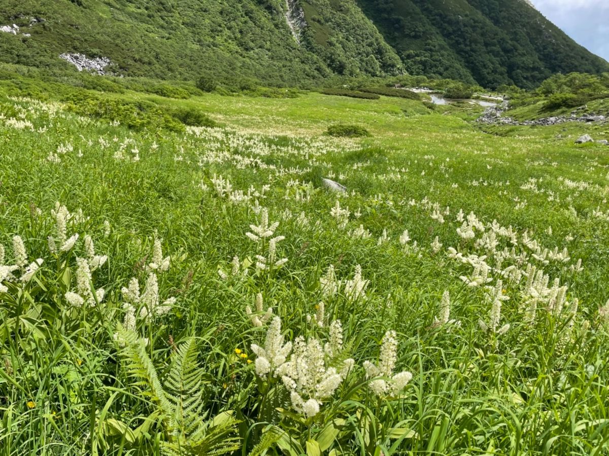 翌日は木曽駒ヶ岳の千畳敷カール。下界は猛暑日でしたが、ここは標高2,600...