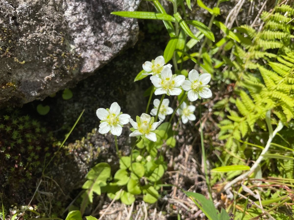 コバイケイソウ、ハクサンイチゲなどの高山植物のお花畑が見頃を迎えていました。