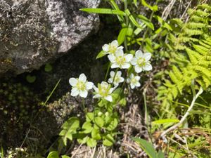 コバイケイソウ、ハクサンイチゲなどの高山植物のお花畑が見頃を迎えていました。