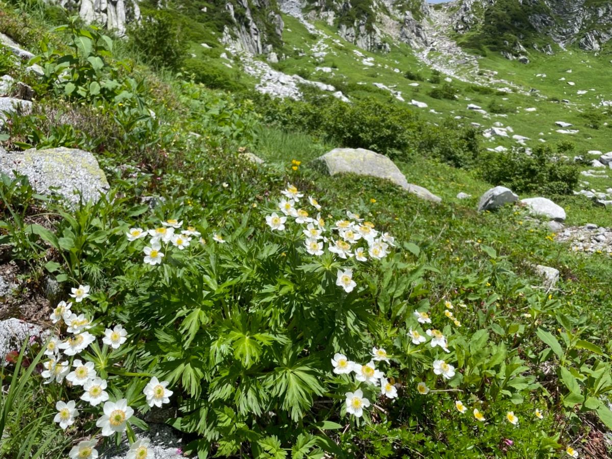 コバイケイソウ、ハクサンイチゲなどの高山植物のお花畑が見頃を迎えていました。
