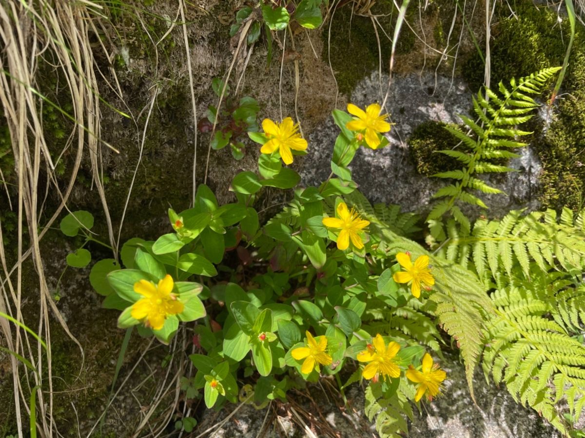 コバイケイソウ、ハクサンイチゲなどの高山植物のお花畑が見頃を迎えていました。