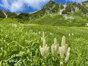 コバイケイソウ、ハクサンイチゲなどの高山植物のお花畑が見頃を迎えていました。