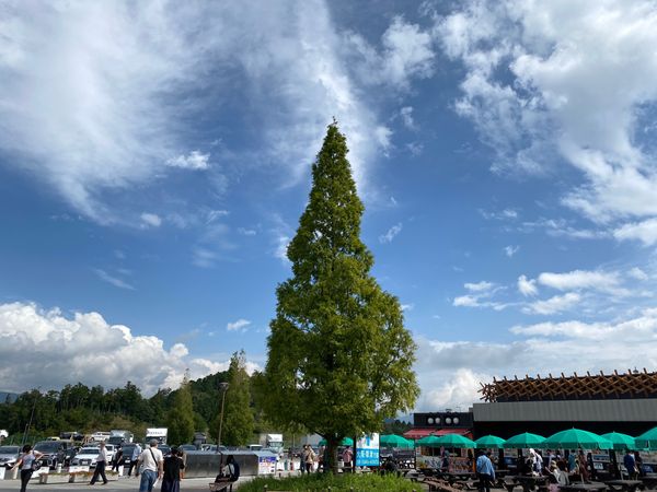 日本・京都府「京都旅行（観光）」の写真