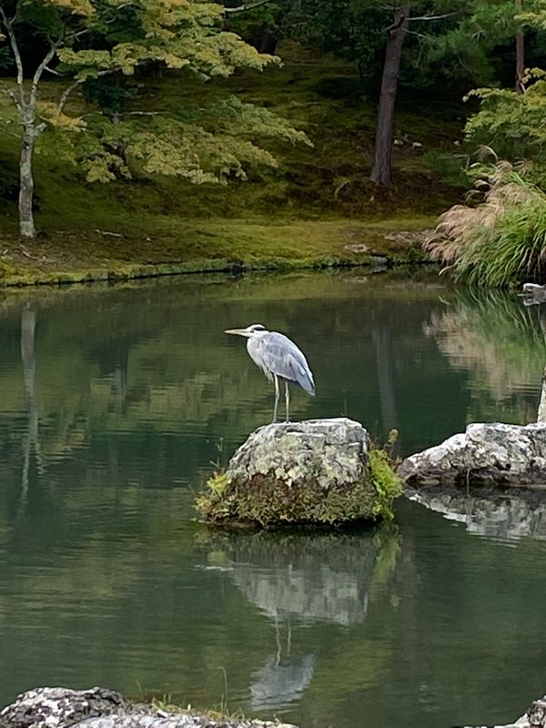 日本・京都府「京都旅行（観光）」の写真