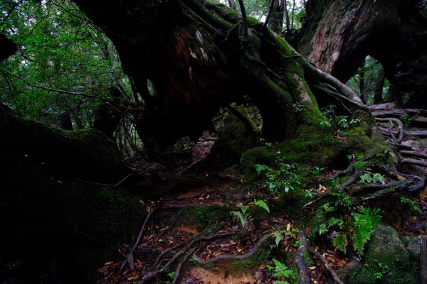 日本・鹿児島県「　手つかずの自然、屋久島🦌」の写真