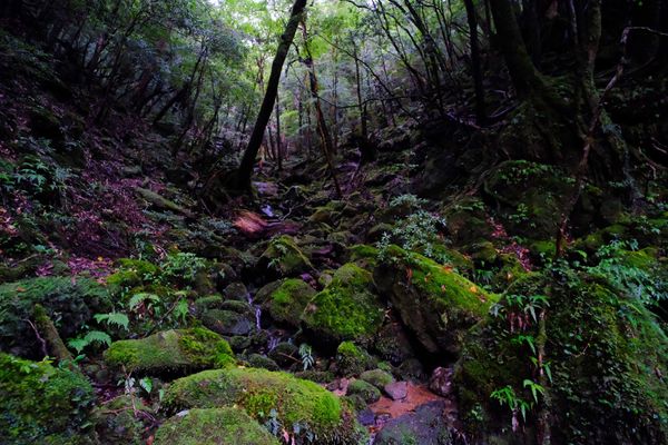 日本・鹿児島県「　手つかずの自然、屋久島🦌」の写真